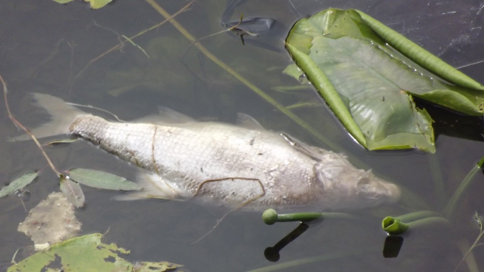 En död fisk som flyter i vattnet bland gröna näckrosblad.