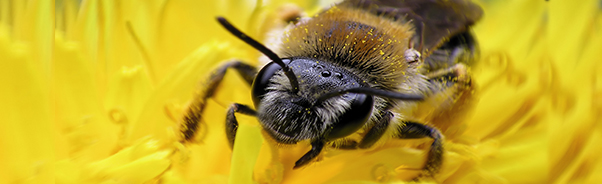 Ett bi på en gul blomma.
