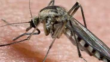 Bild på en mygga som satt sig på någons hud.