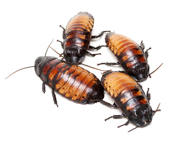 Fyra kackerlackor som kryper omkring över varandra.
