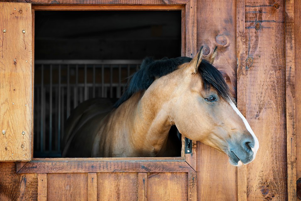 En häst som tittar ut från sitt bås i stallet.